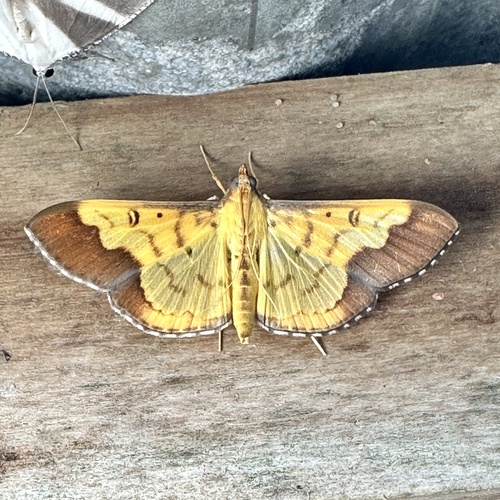 Meroctena staintonii Lederer, 1863