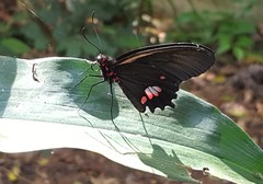 Parides anchises