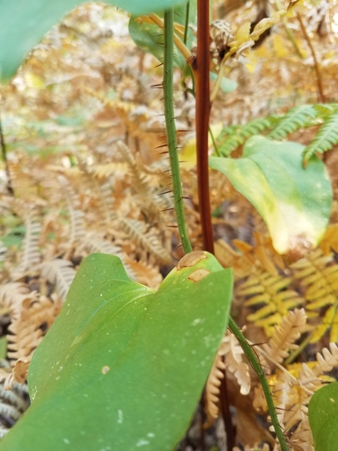 Image of Smilax californica by no rights reserved