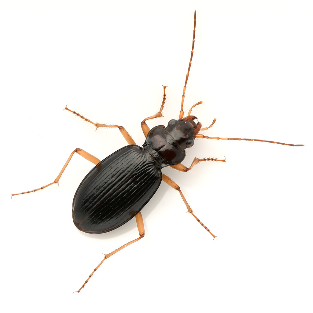 Nebria eschscholtzii