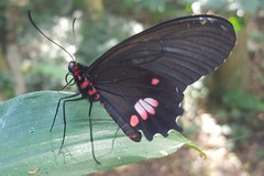 Parides anchises