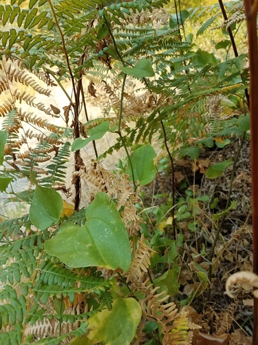 Image of Smilax californica by no rights reserved