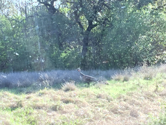 Meleagris gallopavo intermedia