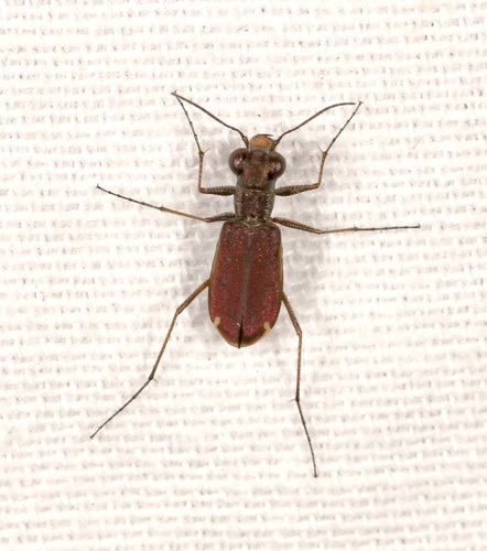 Sonoran Tiger Beetle photo 4