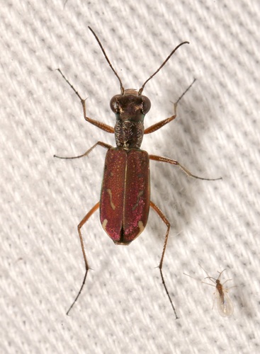 Sonoran Tiger Beetle photo 3