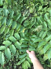 Spathodea campanulata