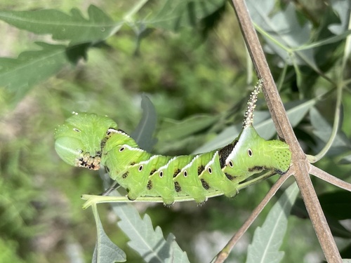 Plain grey hawkmoth