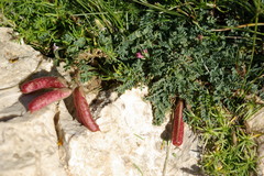Astragalus sanguinolentus