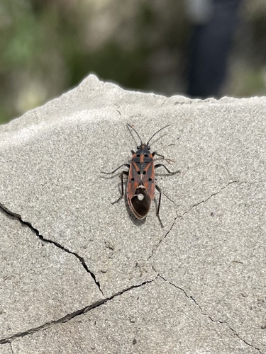 Lygaeus hanseni
