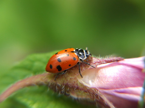 Convergent Lady Beetle