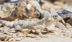 Pristurus carteri