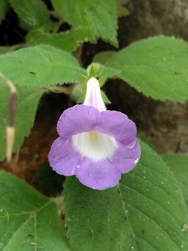 Achimenes mexicana, photograph 3
