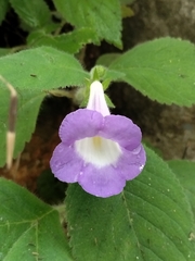 Achimenes mexicana, photograph author not stated, no rights reserved