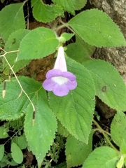 Achimenes mexicana, photograph author not stated, no rights reserved