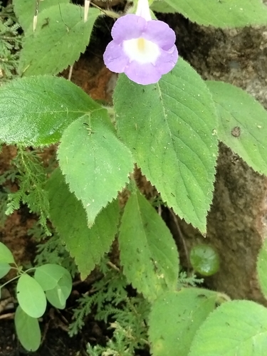 Achimenes mexicana, photograph 5