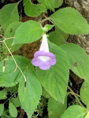 Achimenes mexicana, photograph author not stated, no rights reserved