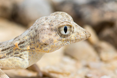 Pristurus carteri