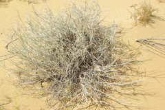 Astragalus karakugensis