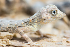 Pristurus carteri