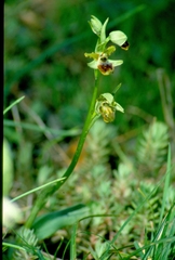 Ophrys sphegodes massiliensis