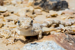 Pristurus carteri