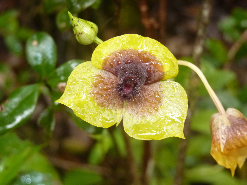 Costa Rican telipogon