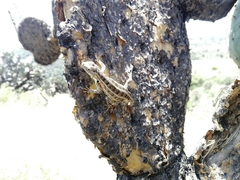 Sceloporus scalaris