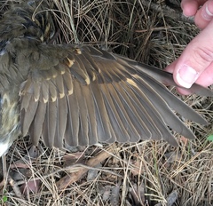 Turdus philomelos