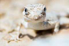 Pristurus carteri