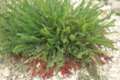 Astragalus buschiorum