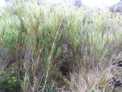 Chusquea subtessellata