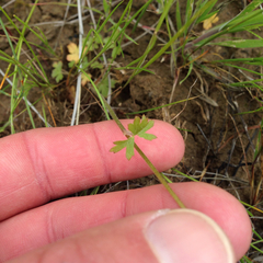 Lithophragma parviflorum parviflorum