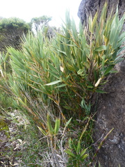 Chusquea subtessellata