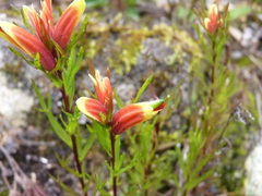 Castilleja talamancensis