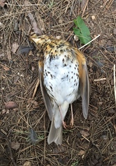 Turdus philomelos