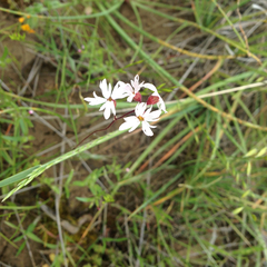 Lithophragma parviflorum parviflorum