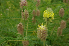 Astragalus alopecurus