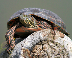 Trachemys gaigeae