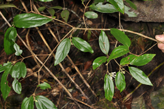 Viburnum taitoense