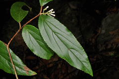 Viburnum taitoense