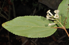 Viburnum taitoense