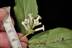 Viburnum taitoense