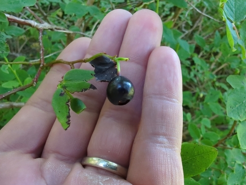 Image of Vaccinium alaskaense by (c) Matt Muir, some rights reserved (CC BY)
