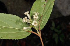 Viburnum taitoense