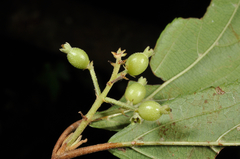 Viburnum taitoense