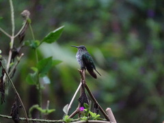 Taphrospilus hypostictus