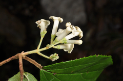 Viburnum taitoense