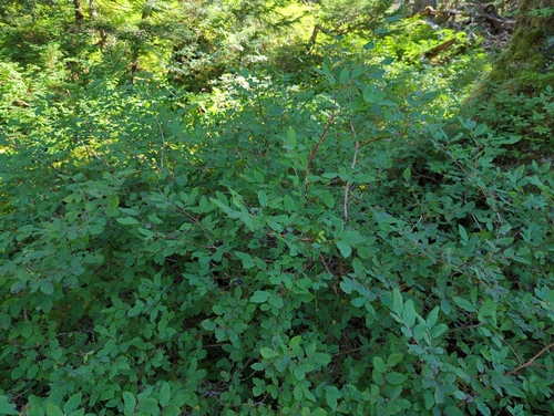 Image of Vaccinium alaskaense by (c) Matt Muir, some rights reserved (CC BY)