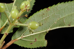 Viburnum taitoense