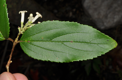 Viburnum taitoense